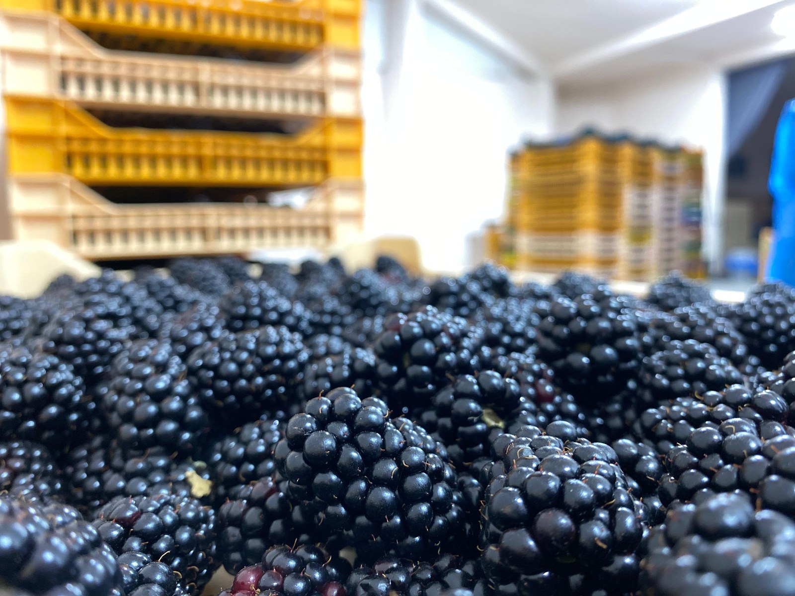Fresh blackberry harvest