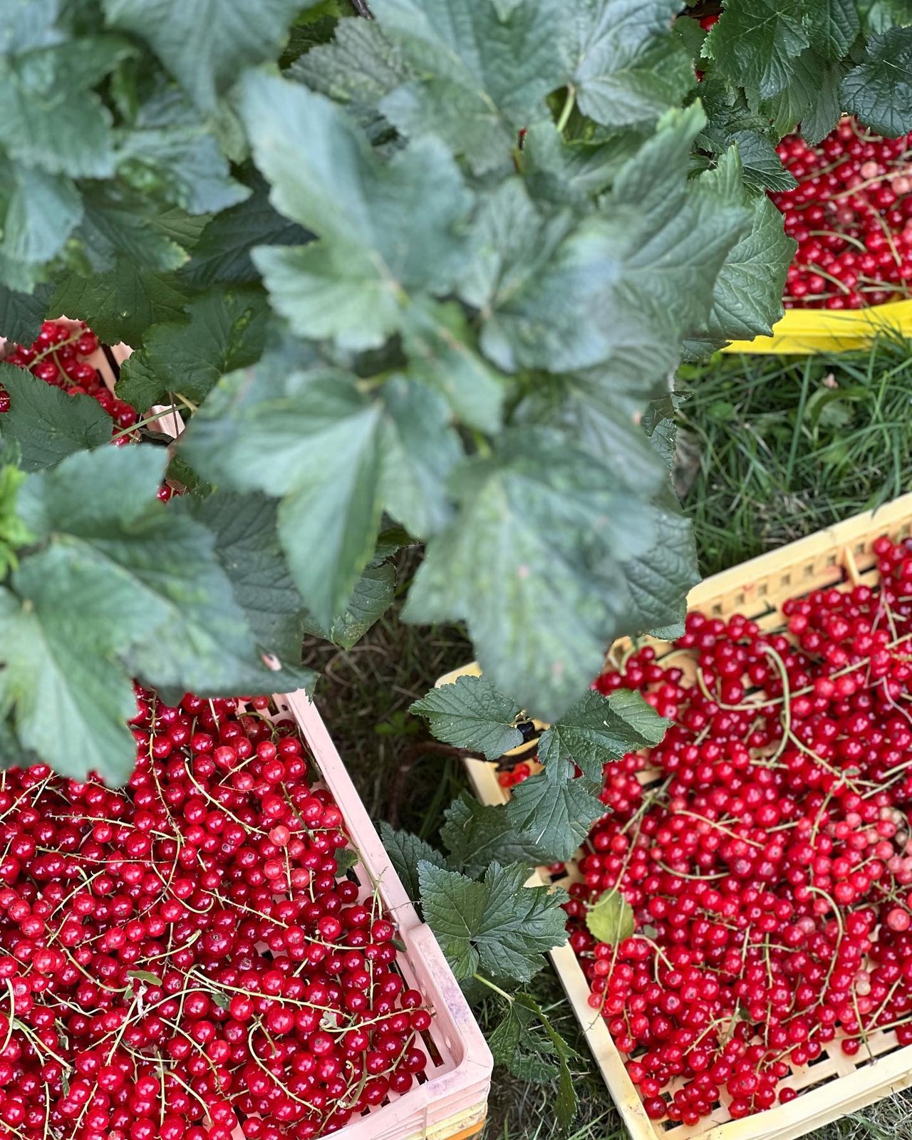 Fresh redcurrant harvest